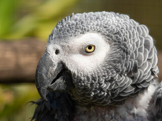 Close Up Portrait African Grey Parrot