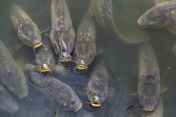 Carp eating in a pond