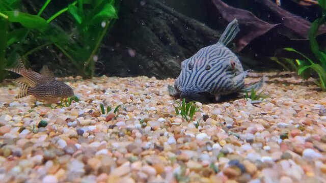 Close up shot of Panaque nigrolineatus cleaning the ground