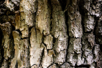 wood texture. beautiful relief tree bark. old wood texture