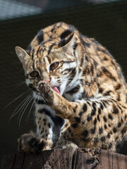 Fototapeta na wymiar Close Up of a Beautiful Asian Leopard Cat