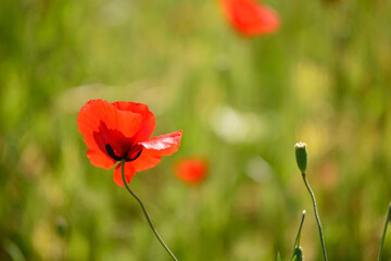 Naklejka premium red poppy in the field