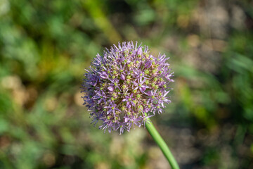 flowers in the steppe. flowers grow in the field