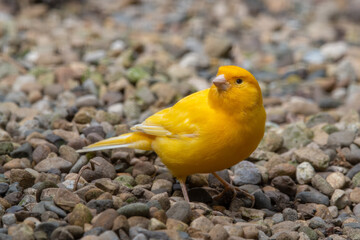 Yellow Canary on the Ground