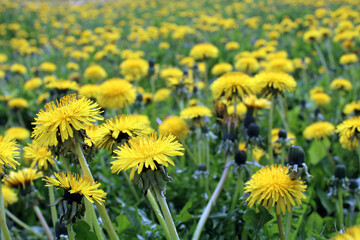 Fototapeta na wymiar Dandelion field. Yellow flowers in a summer landscape. 
