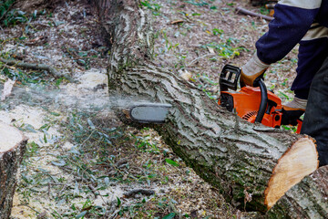 After a hurricane storm damage trees with professional city utilities cutting a tree