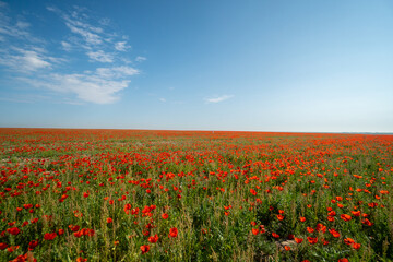 Fototapeta na wymiar Poppy field. red poppies on a background of green grass. Beautiful poppy field