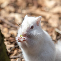 Small Albino Chipmunk Holding Food
