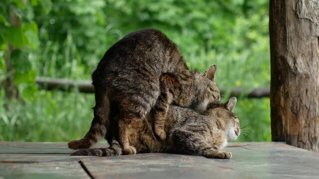 4K close-up video shooting. Mating cats. The cat has sex. The cats are making love. Two domestic cats make love on the terrace of a country house in the village.