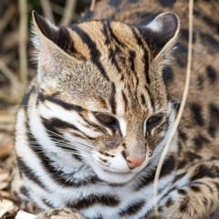 Close Up Portrait Asian Leopard Cat