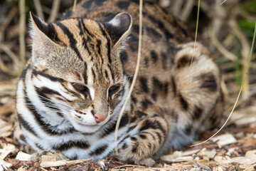 Close Up Portrait Asian Leopard Cat