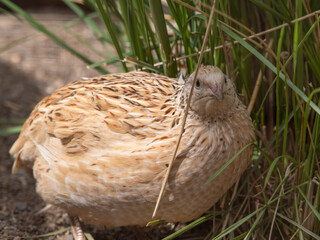 Japanese Quail Standing near Tall Grass