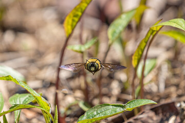 Carpenter bee in flight - macro