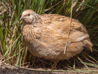 Japanese Quail Standing near Tall Grass