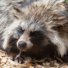 Japanese raccoon dog Fast Asleep