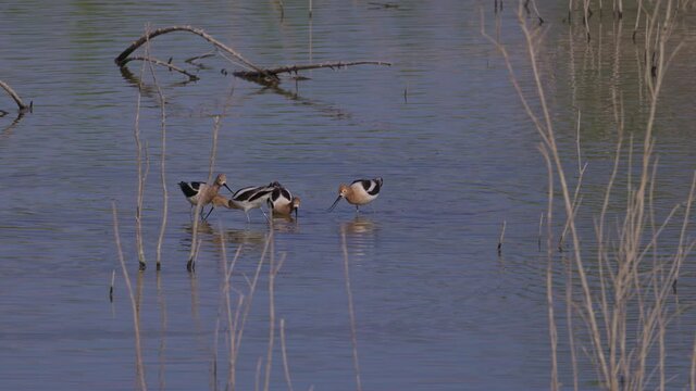 Close up shot of the American avocet