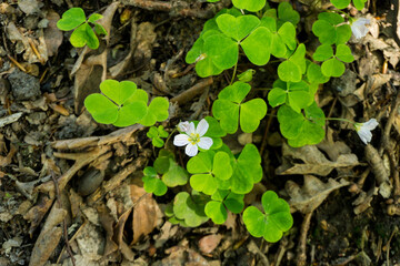A single flower of  hare oxalis  among green leaves and decayed wood (Oxalis acetosella)
