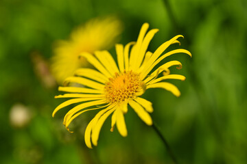 Bright yellow chamomile on a background of green grass