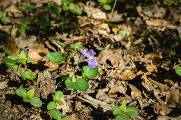Blooming violet 