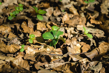 Beautiful young plant 