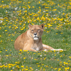 Female Lion Resting on Grass with Dandelions