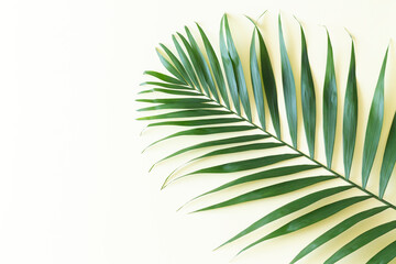 Tropical palm leaf branch top view on yellow background