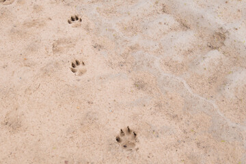 dogs footprints in the sand