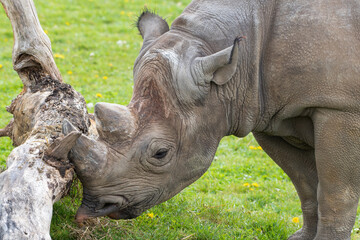 Eastern Black Rhino Standing on Grass