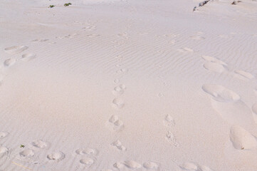 Pegadas e marcas de passagem de pessoas e animais na areia do mar