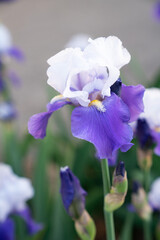 Purple and white iris bloom