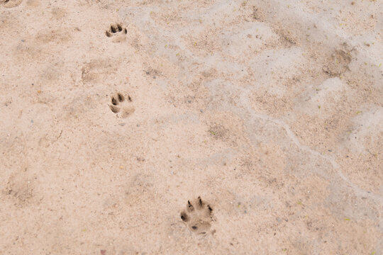 dogs footprints in the sand