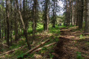 deep in the forest. thickets. green Forest. beautiful green park