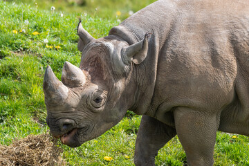 Eastern Black Rhino Standing on Grass Feeding