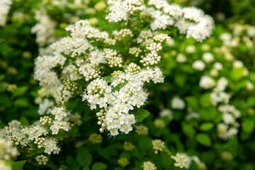 White flowering trees of Crataegus monogyna, known as hawthorn or single-seeded hawthorn. Hawthorn blooms.