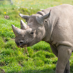 Naklejka premium Eastern Black Rhino Standing on Grass Feeding