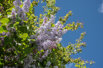 the flowers of a lilac shrub in sunlight