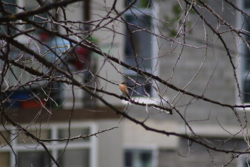 zhulan sits on a tree branch