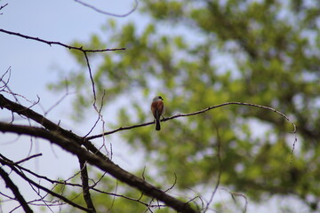 zhulan sits on a tree branch