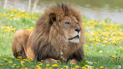 Male Lion Resting on Grass with Dandelions © Ian