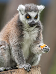 Close Up Side View Ring-tailed Lemur