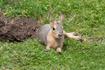 Very Young Patagonian Mara Resting on Grass