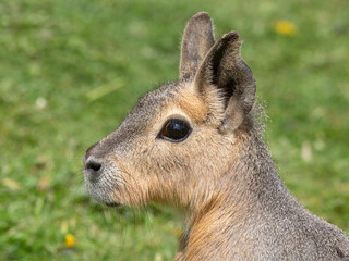 Side View Adult Patagonian Mara Resting on Grass
