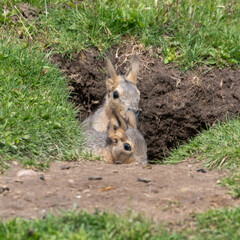 Pair of Young Patagonian Mara's Hiding in a Burrow