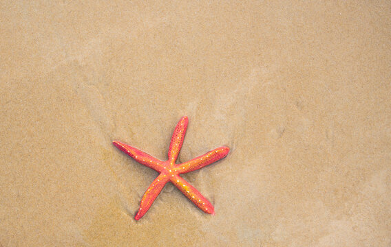 starfish shell on beach in sunrise light, seascape, live action..smooth waves in sunset at Karon beach Phuket.