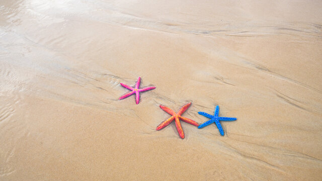 starfish shell on beach in sunrise light, seascape, live action..smooth waves in sunset at Karon beach Phuket.