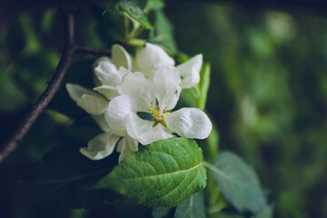white, spring apple blossoms with green leaves, close-up