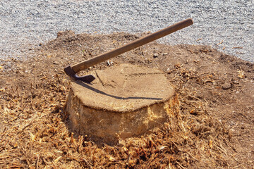 Axe in palm tree stump on pebble beach