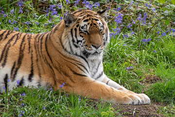 Amur Tiger Resting on Grass