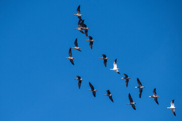 Geese Flying in Formation Over Lincoln County, Missouri