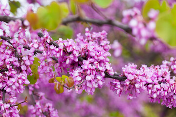 Cercis siliquastrum or Judas tree purple blossoming on sunny day.